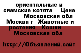 ориентальные и сиамские котята  › Цена ­ 5 000 - Московская обл., Москва г. Животные и растения » Кошки   . Московская обл.